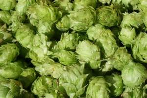 Whole leaf hops